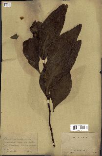 spécimen de Protea madiensis