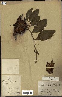 spécimen de Protea madiensis