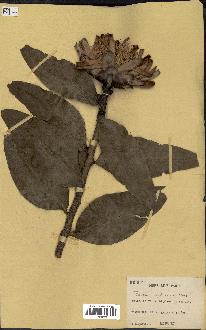 spécimen de Protea madiensis