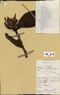 spécimen de Protea madiensis