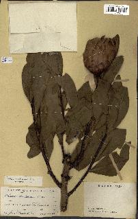 spécimen de Protea madiensis