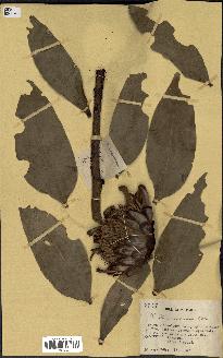 spécimen de Protea madiensis