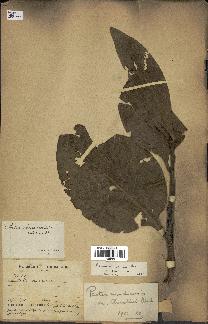 spécimen de Protea madiensis