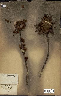 spécimen de Protea madiensis