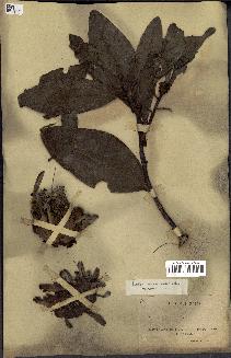 spécimen de Protea madiensis