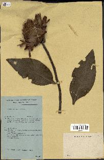 spécimen de Protea madiensis