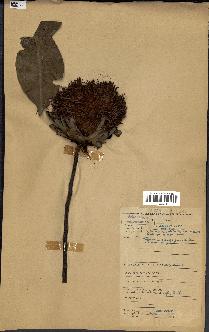 spécimen de Protea madiensis