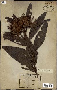 spécimen de Protea madiensis