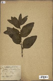 spécimen de Protea madiensis