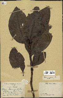 spécimen de Protea madiensis