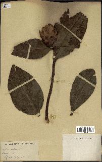 spécimen de Protea madiensis