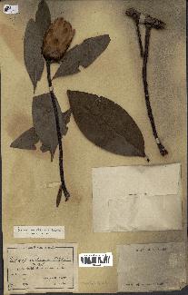 spécimen de Protea madiensis