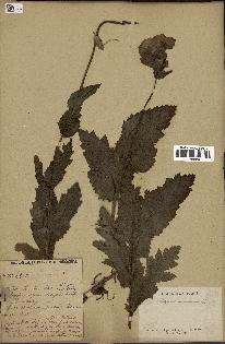 spécimen de Papaver somniferum