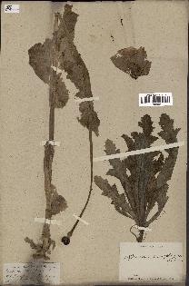 spécimen de Papaver somniferum
