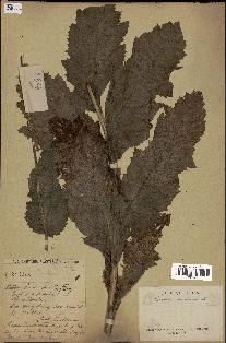 spécimen de Papaver somniferum