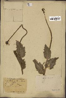 spécimen de Papaver somniferum