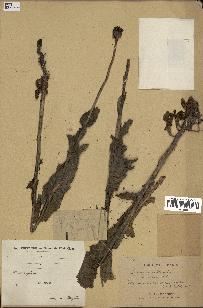 spécimen de Papaver somniferum