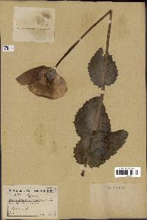 spécimen de Papaver somniferum