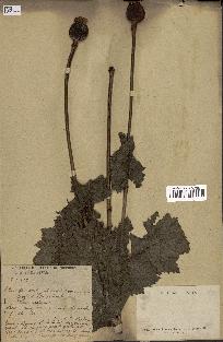 spécimen de Papaver somniferum