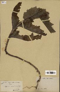 spécimen de Papaver somniferum