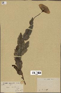 spécimen de Papaver somniferum