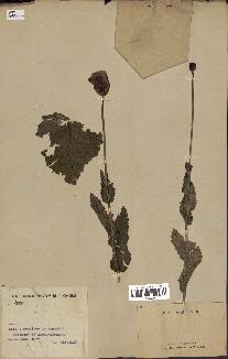 spécimen de Papaver somniferum