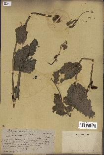 spécimen de Papaver somniferum