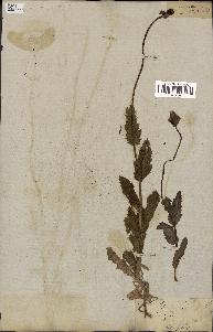 spécimen de Papaver somniferum