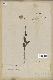 spécimen de Papaver somniferum
