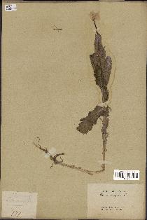 spécimen de Papaver somniferum
