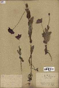 spécimen de Papaver somniferum