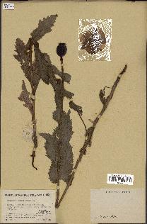 spécimen de Papaver somniferum