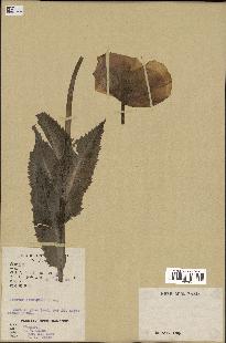spécimen de Papaver somniferum
