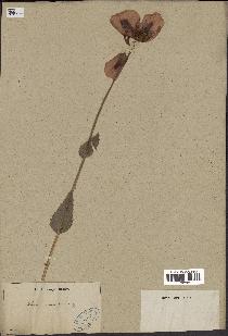 spécimen de Papaver somniferum