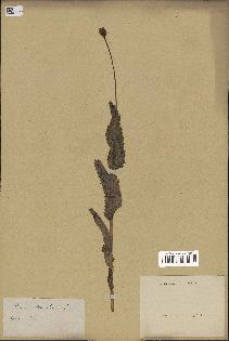 spécimen de Papaver somniferum