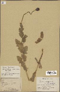 spécimen de Papaver somniferum