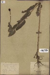 spécimen de Papaver somniferum