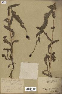 spécimen de Papaver somniferum