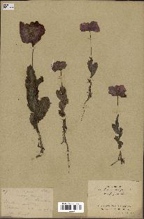 spécimen de Papaver somniferum