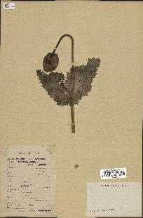 spécimen de Papaver somniferum