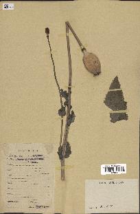spécimen de Papaver somniferum