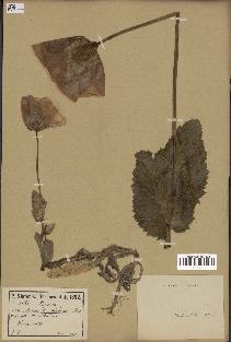 spécimen de Papaver somniferum