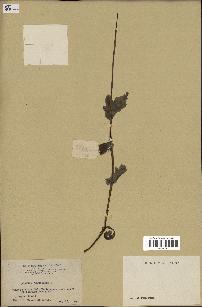 spécimen de Papaver somniferum