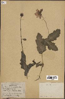 spécimen de Papaver somniferum