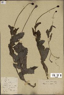 spécimen de Papaver somniferum