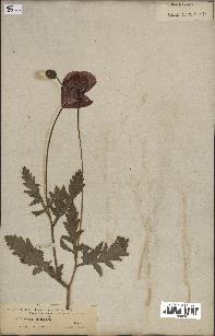 spécimen de Papaver rhoeas