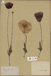 spécimen de Papaver rhoeas