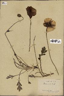 spécimen de Papaver nudicaule