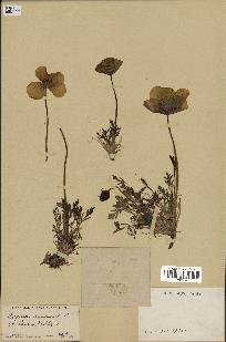 spécimen de Papaver nudicaule