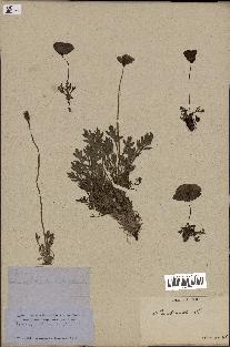 spécimen de Papaver nudicaule